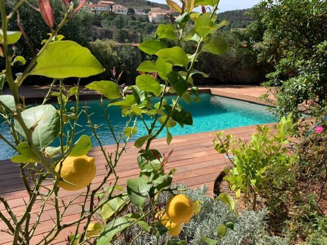 Villa Bleue - Les Pins Порт Вендрес Екстериор снимка